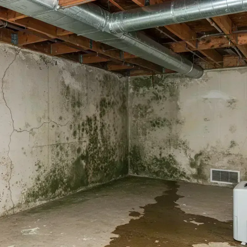 Professional Mold Removal in Midlothian, IL